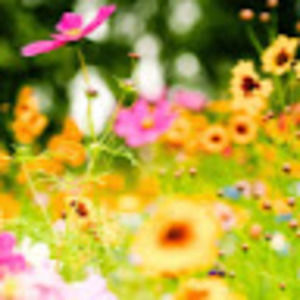 Meet your Posher, Gu